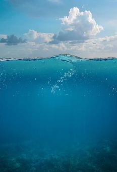 The Ocean Beast 