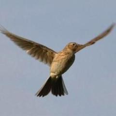 The Lark In The Clear Air von Sir Samuel Ferguson (Download) 