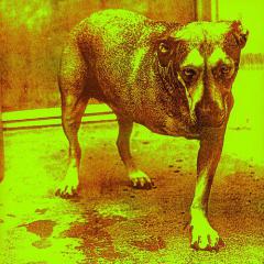 Grind von Alice In Chains (Download) 