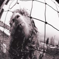 Rearviewmirror von Pearl Jam (Download) 