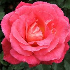 The Rose Of Tralee von Charles W. Glover (Download) 